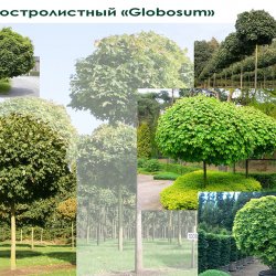Проект ландшафтного дизайна - видеоряд к дендроплану - КЛЕН остролистный Globosum